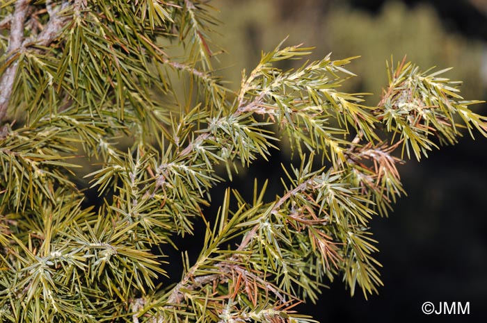 Juniperus cedrus = Juniperus cedrus subsp. cedrus